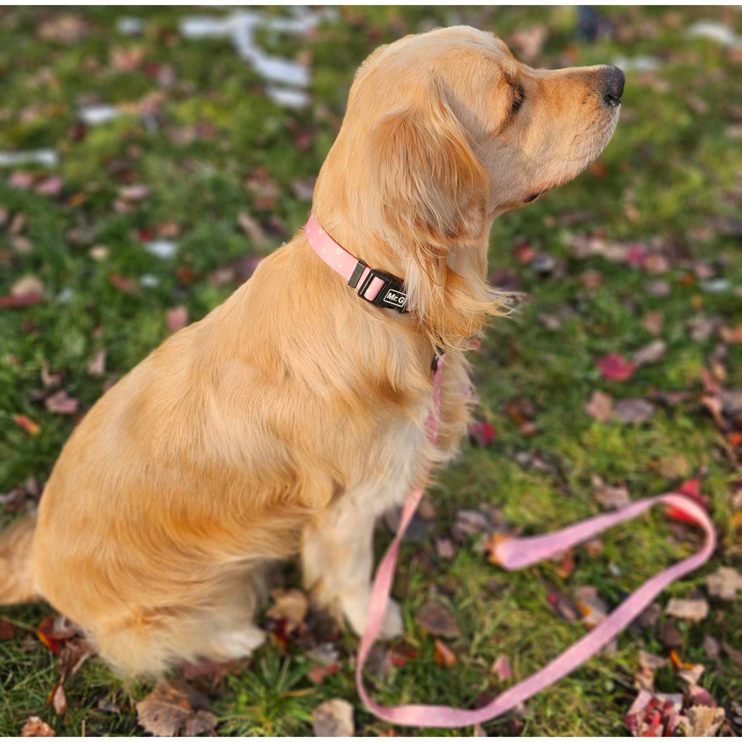 Collier pour chien Crazy In Love