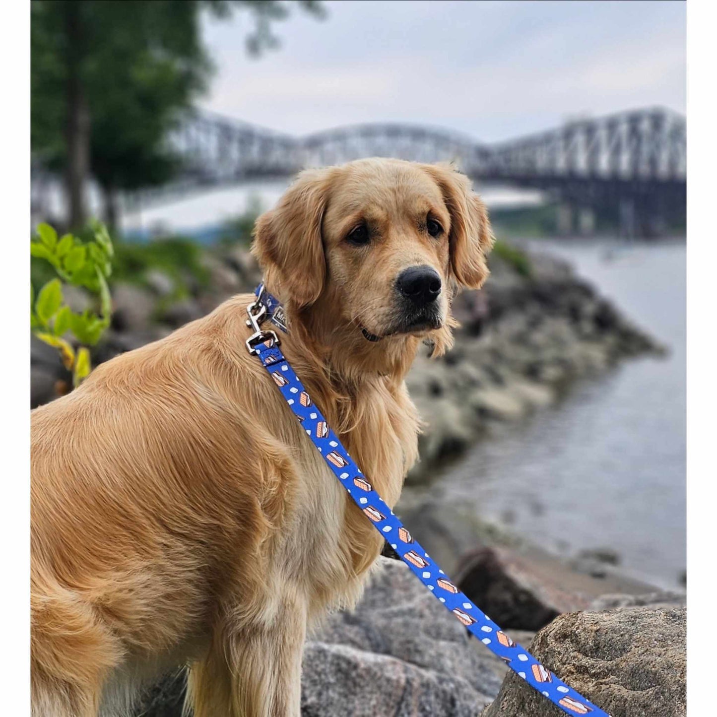 Ensemble collier et laisse pour chien Friandises d'automne