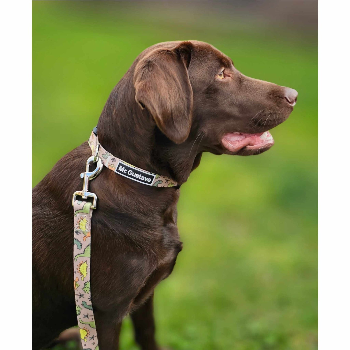 Jurassic Dog Collar and Leash Set