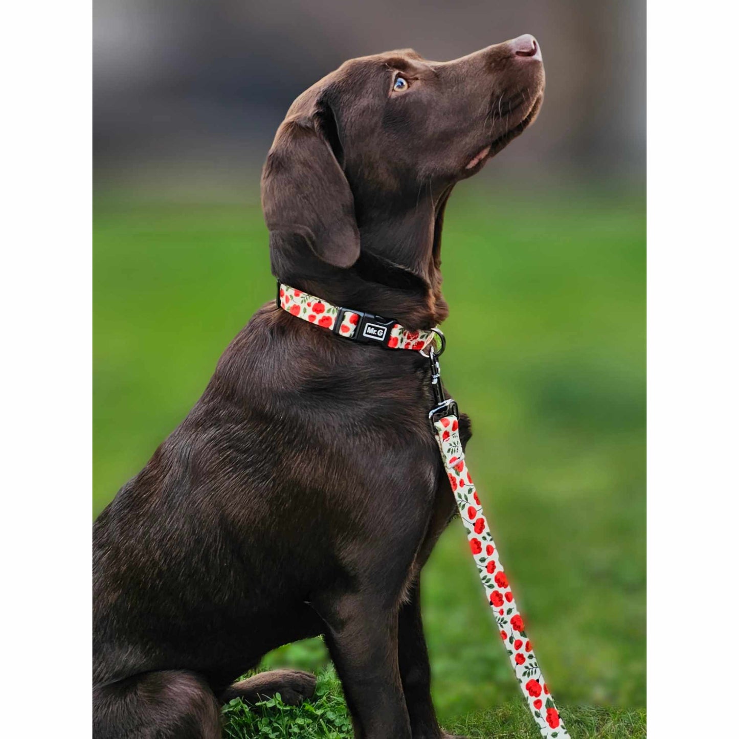 Ensemble collier et laisse pour chien Champs de coquelicots